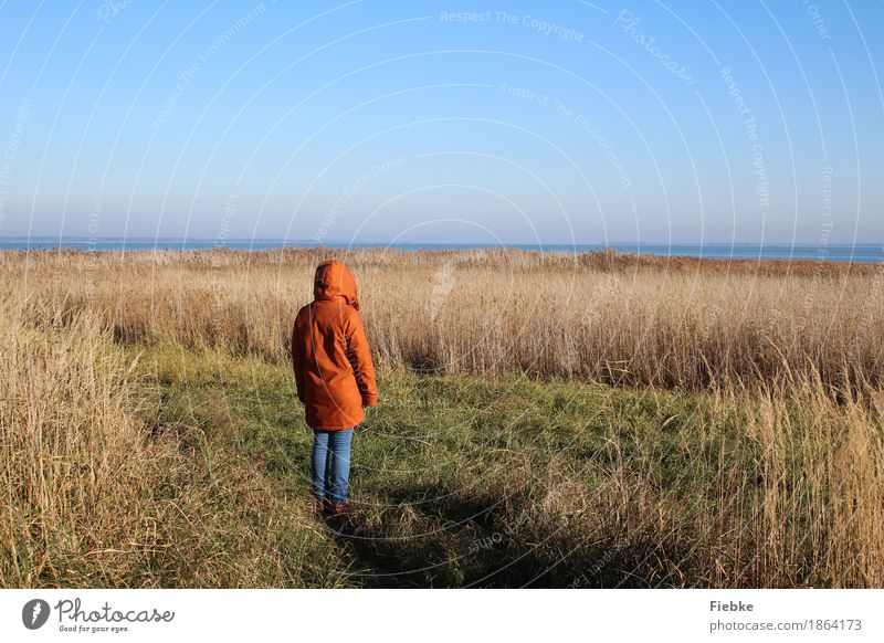 Boddenblick Erholung ruhig feminin Junge Frau Jugendliche 1 Mensch Natur Landschaft Wasser Wolkenloser Himmel Horizont Herbst Schönes Wetter Farn Ostsee