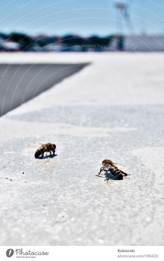 Alle Menschen sind bestechlich, sagt die Wespe zur Biene Schifffahrt Hafen Tier Wespen 2 entdecken Fressen authentisch blau gold weiß Zufriedenheit bedrohlich