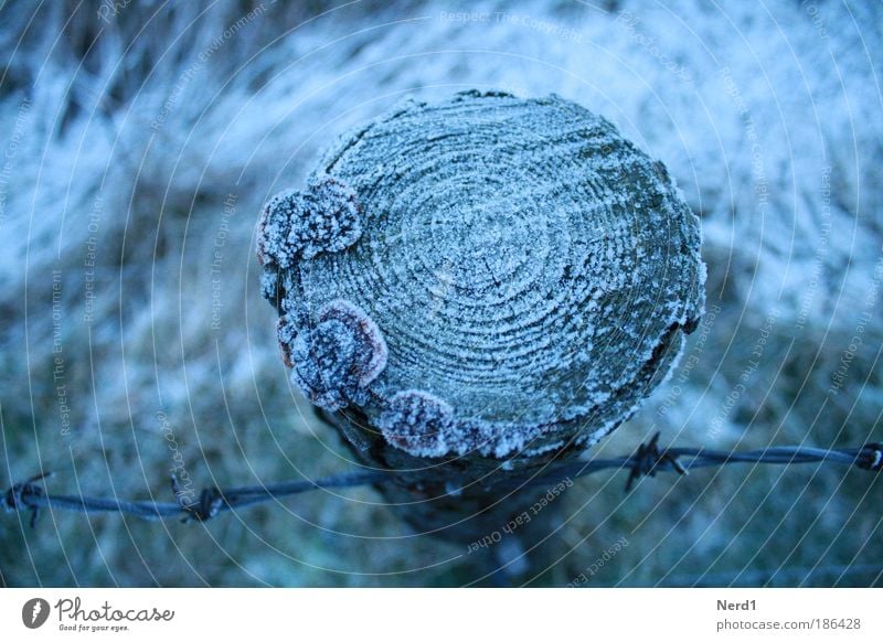 Stammeis Eis Winter Raureif blau Stacheldrahtzaun Pilz kalt gefroren Jahresringe Baum Zaunpfahl Frost Vogelperspektive Querschnitt