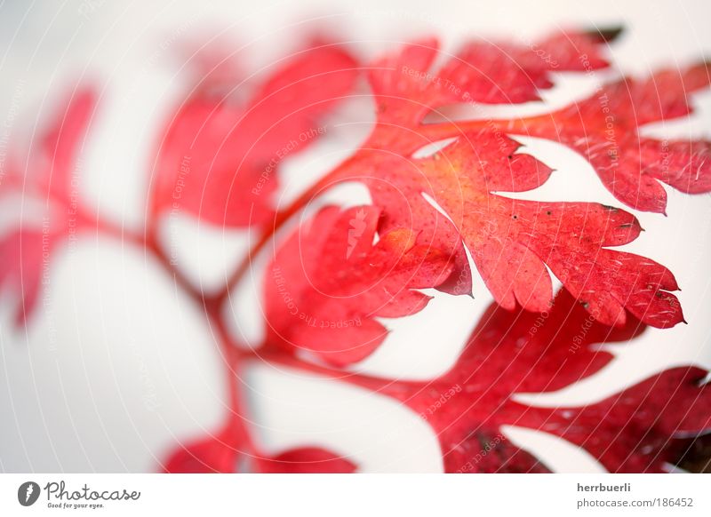 Rotes Blatt Bioprodukte Umwelt Natur Pflanze Blumenstrauß Duft Gefühle ästhetisch Zufriedenheit einzigartig Makroaufnahme Studioaufnahme Nahaufnahme