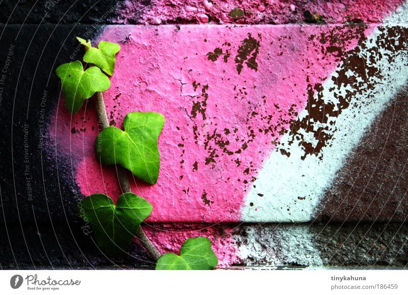 Efeu auf Graffiti Jugendkultur Subkultur Pflanze Mauer Wand rebellisch grün rosa schwarz weiß Willensstärke Farbfoto Außenaufnahme Nahaufnahme