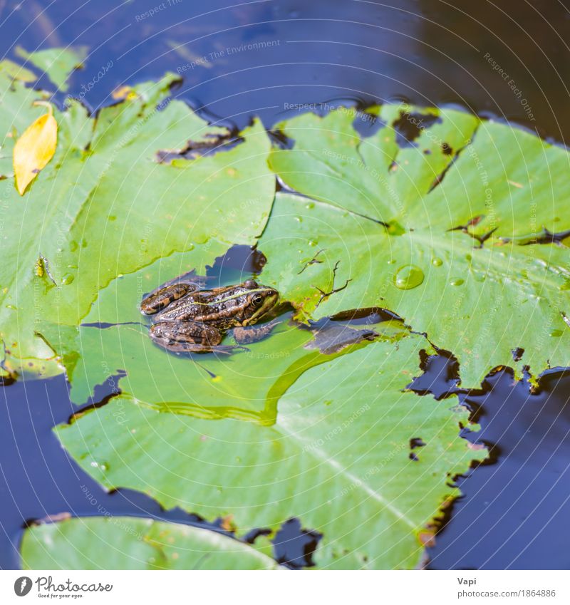 Frosch, der auf grünem Blatt sitzt Sommer Umwelt Natur Pflanze Tier Wasser Wildpflanze Seeufer Teich Fluss 1 sitzen wild blau braun gelb weiß Farbe Lilien