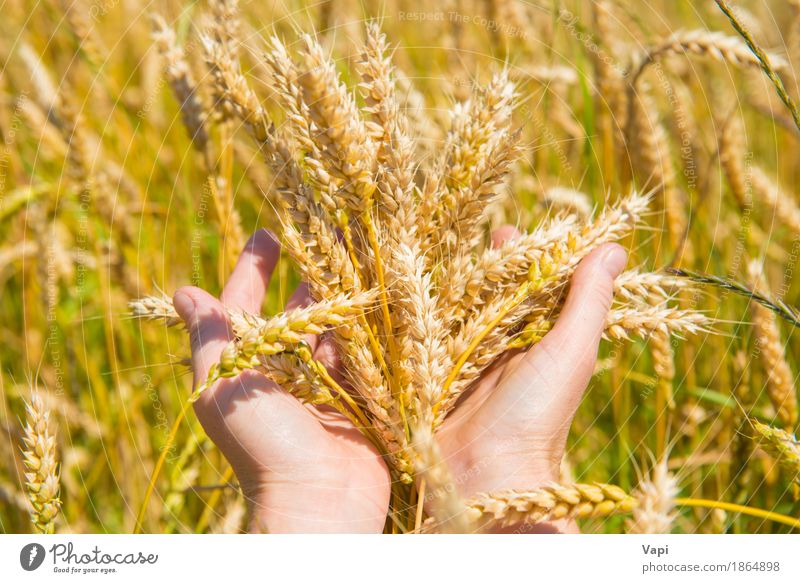 Weizen in den Händen Brot Sommer Frau Erwachsene Hand Natur Landschaft Pflanze Herbst Nutzpflanze Wiese Feld Wachstum natürlich gelb gold Ackerbau Korn Landwirt