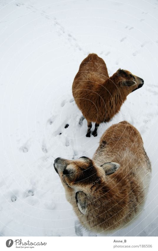 Wo ist denn dieser blöde Hirte?? Natur Winter Eis Frost Schnee Feld Tier Fell Schaf 2 Tierpaar Fährte entdecken Blick stehen Zusammensein kalt natürlich