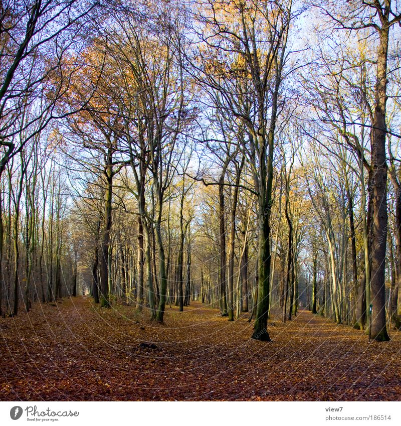 Hänsel und Gretel Umwelt Natur Himmel Herbst Pflanze Baum Wald träumen außergewöhnlich authentisch einfach natürlich positiv Heimweh Fernweh Einsamkeit