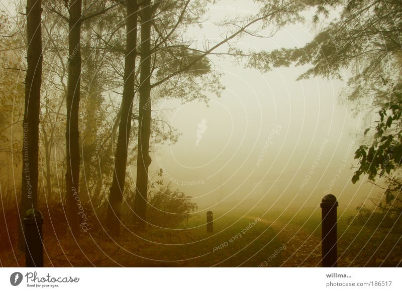 Herbstlicher Nebel Natur Landschaft Regen Wald Triebenberg Wege & Pfade Poller Barriere Romantik Einsamkeit Sehnsucht September Oktober November