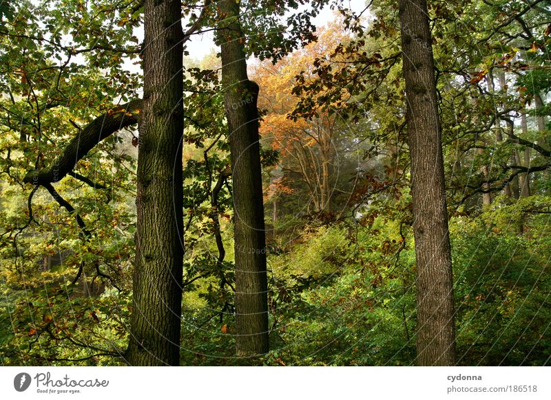 Benachbart Leben harmonisch Erholung ruhig Umwelt Natur Baum Wald einzigartig Erfahrung Horizont Idylle nachhaltig Perspektive schön träumen Umweltschutz