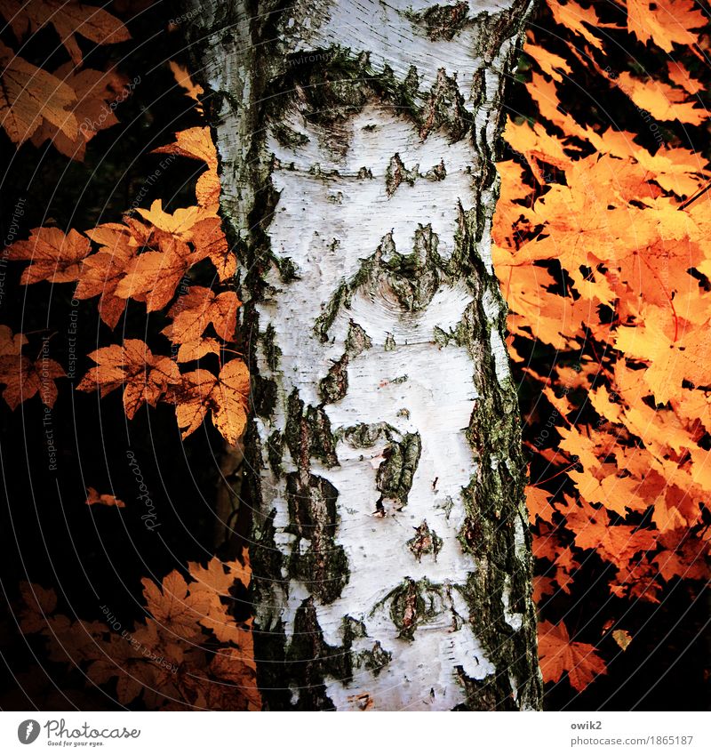 Annalen Umwelt Natur Pflanze Herbst Schönes Wetter Birke Baumstamm Birkenrinde alt dehydrieren orange schwarz weiß Idylle Vergänglichkeit Herbstlaub
