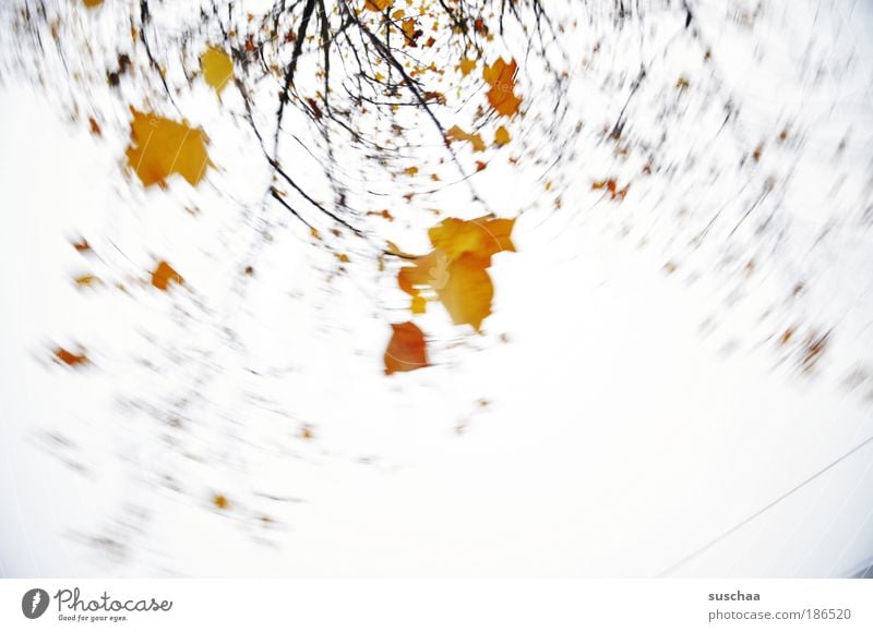 .. wie ein blatt im wind .. Umwelt Natur Himmel Herbst Klima Baum ästhetisch Zufriedenheit Ast Blatt Bewegung Drehung Farbfleck Farbfoto Experiment