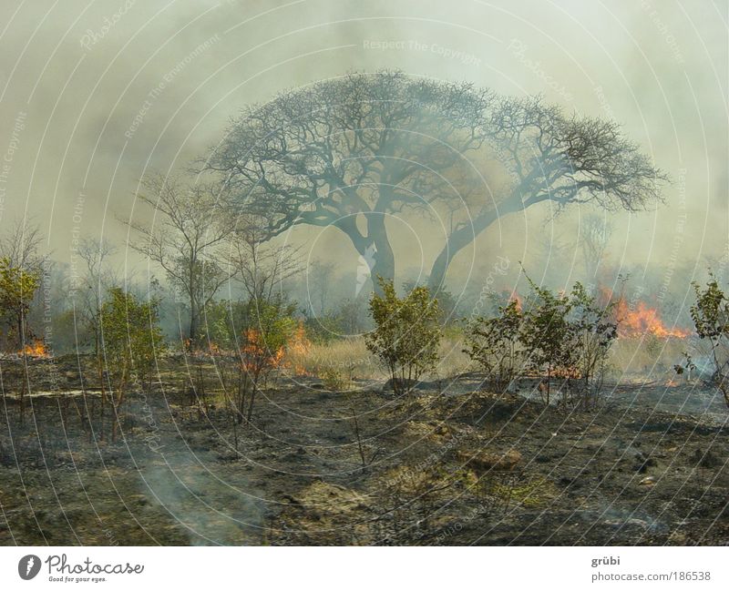 Buschbrand in Botswana Safari Landschaft Feuer Urwald Buschwald gefährlich Farbfoto Außenaufnahme Menschenleer Tag