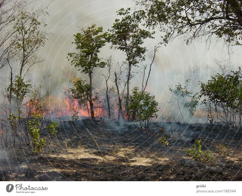 Buschbrand in Botswana Safari Natur Landschaft Feuer Wald gefährlich Farbfoto Außenaufnahme Menschenleer Tag