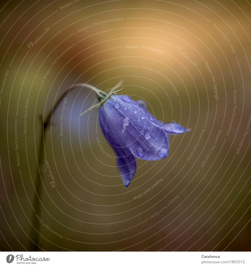 Glockenblume mit Regentropfen Natur Pflanze Wassertropfen Sommer Schönes Wetter Blume Blüte Wiese Blühend ästhetisch frisch nass blau braun gelb grün achtsam
