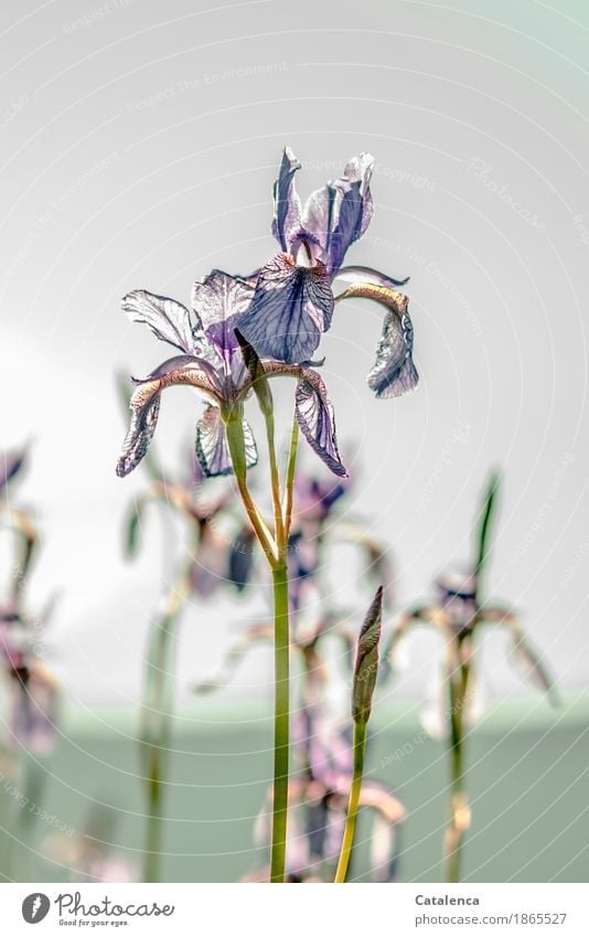 Iris Natur Pflanze Himmel Sommer Schönes Wetter Blume Blüte Schwertlilie Sumpf Blühend ästhetisch elegant blau gelb grün violett Energie Kontinuität Armut