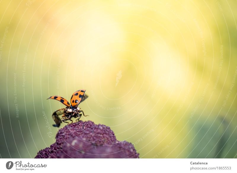 Marienkäfer entfaltet seine Flügel zum Abflug Natur Pflanze Tier Sommer Schönes Wetter Nutzpflanze Blumenkohl Garten Wiese Käfer 1 fliegen krabbeln ästhetisch