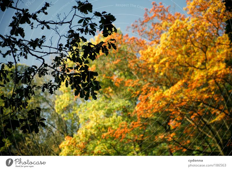 Herbstlaub Leben harmonisch Wohlgefühl Erholung ruhig Umwelt Natur Baum Blatt Wald ästhetisch einzigartig Erfahrung Idylle Lebensfreude nachhaltig schön träumen