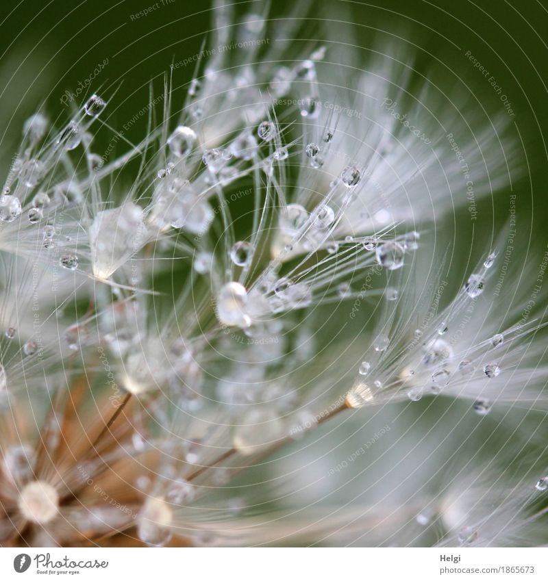 mit Perlenschmuck Umwelt Natur Pflanze Wassertropfen Frühling Regen Blume Wildpflanze Löwenzahn Samen Wiese Wachstum ästhetisch außergewöhnlich einzigartig