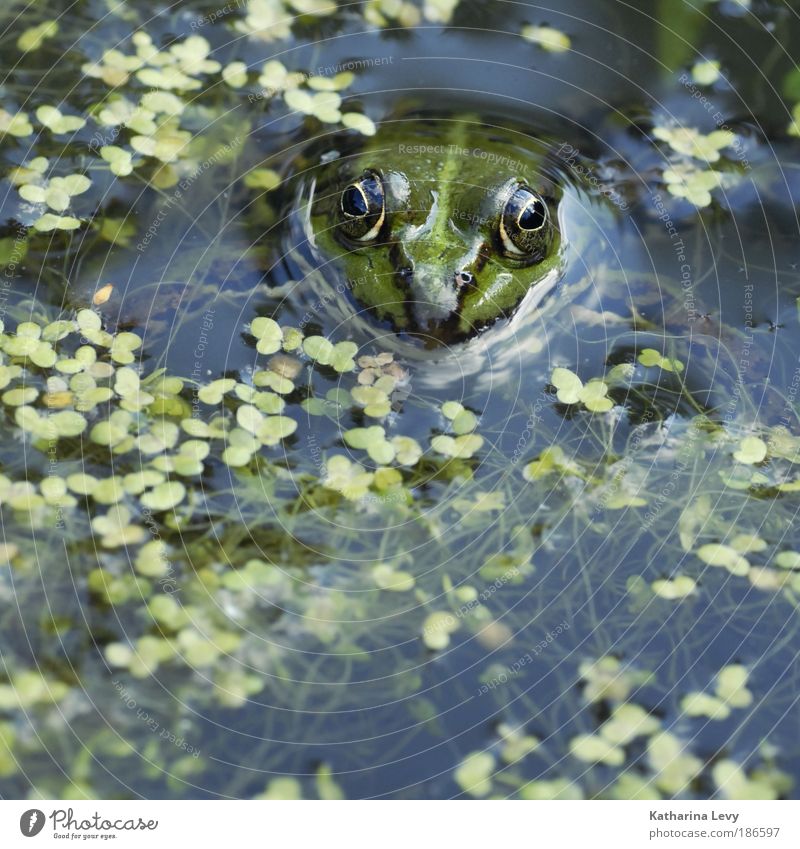 Tümpel-König Mr. Glubsch Umwelt Natur Pflanze Tier Wasser Klima Algen Moor Sumpf Teich See Wildtier Frosch 1 blau grün Ausdauer Einsamkeit entdecken