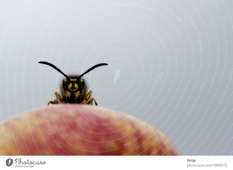moin ... Apfel Bioprodukte Tier Wildtier Tiergesicht Wespen 1 Blick stehen außergewöhnlich einzigartig klein Neugier gelb grau rot schwarz achtsam Leben Natur