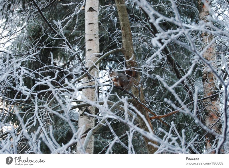 Tier-Suchbild Glück Leben Jagd Freiheit Safari Winter Natur Eis Frost Baum Sträucher Fell rothaarig Wildtier entdecken hocken Blick Eichhörnchen Farbfoto