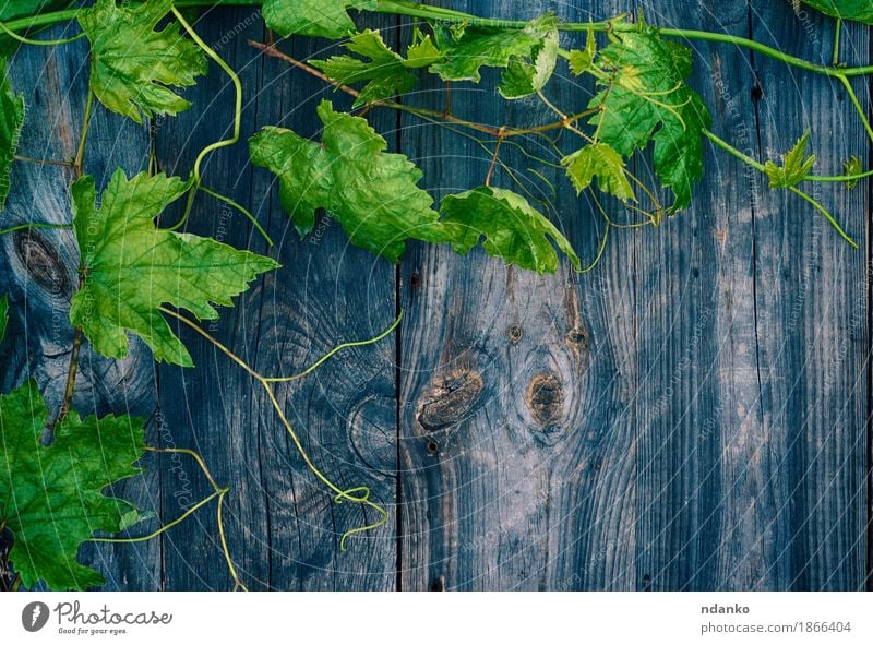 Junge grüne Weinrebe auf grauer Holzoberfläche Frucht Pflanze Blatt Ackerbau Hintergrund Ast Weintrauben Geißblatt Naturtalente sprießen Textfreiraum Farbfoto