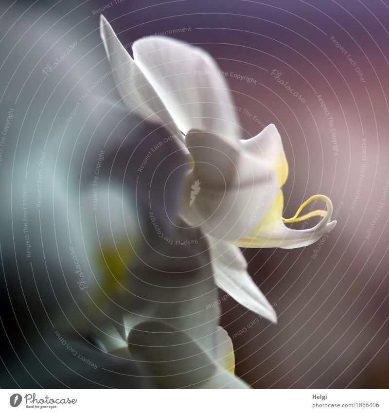 trash 2016 | Blümchen Pflanze Orchidee Orchideenblüte Blühend Wachstum ästhetisch schön einzigartig gelb grau weiß Farbfoto Gedeckte Farben Innenaufnahme