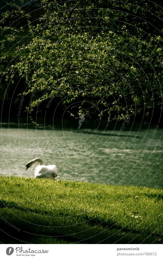 Verloren Wasser Frühling Gras Flussufer Tier Vogel Schwan 1 Stimmung Einsamkeit Farbfoto Außenaufnahme Menschenleer Tag Schatten Sonnenlicht