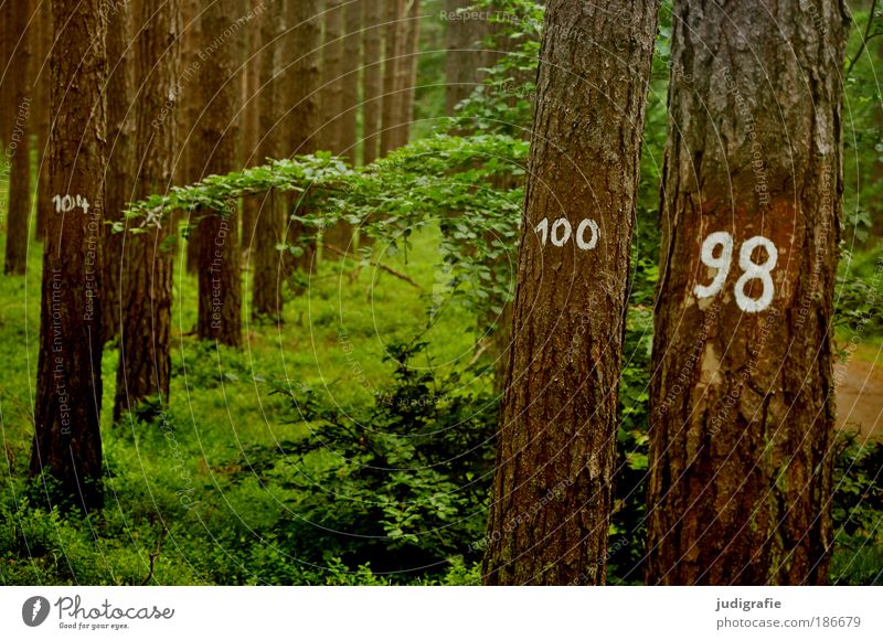 Baumzählung Umwelt Natur Landschaft Pflanze Wald Zeichen Ziffern & Zahlen Wachstum natürlich Umweltschutz Statistik 100 98 Baumrinde Reihe Farbfoto