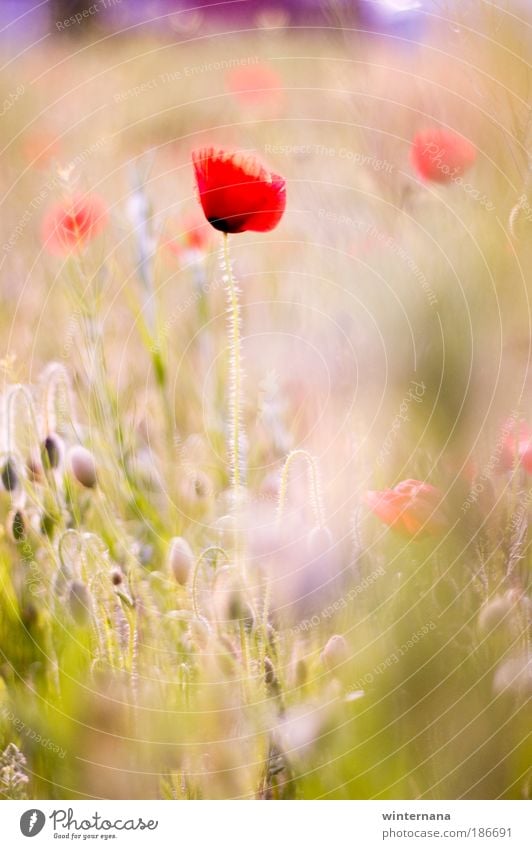 Rosa Feder Natur Frühling Schönes Wetter Kacke Feld Blumenstrauß Fröhlichkeit Warmherzigkeit Romantik schön einzigartig elegant Erholung Farbe Freiheit Frieden