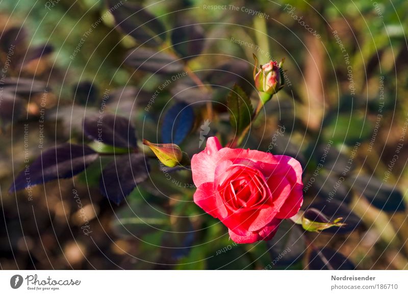 Erster Advent Lifestyle elegant schön Leben harmonisch Duft Natur Pflanze Rose beobachten Blühend entdecken Wachstum ästhetisch natürlich Sauberkeit