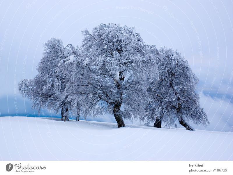 Wintermärchen Umwelt Natur Landschaft Pflanze Eis Frost Schnee Baum Berge u. Gebirge gigantisch blau schwarz weiß bizarr Farbfoto Außenaufnahme Menschenleer