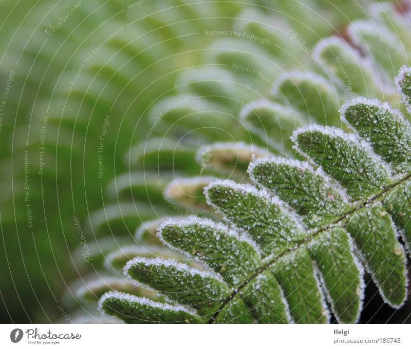 frostig angehaucht Natur Pflanze Winter Eis Frost Farn Grünpflanze frieren ästhetisch kalt natürlich grün weiß bizarr einzigartig Idylle Symmetrie Umwelt