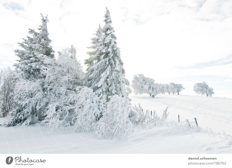 bald wird`s kälter !! Ferien & Urlaub & Reisen Tourismus Ausflug Winter Schnee Winterurlaub Klima Klimawandel Wetter Schönes Wetter Eis Frost Baum hell weiß