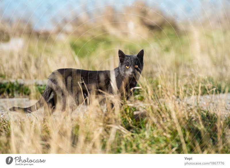 Schwarze Katze im Gras Natur Landschaft Pflanze Tier Garten Park Wiese Haustier Wildtier 1 Zusammensein kuschlig klein niedlich weich blau gelb grau grün