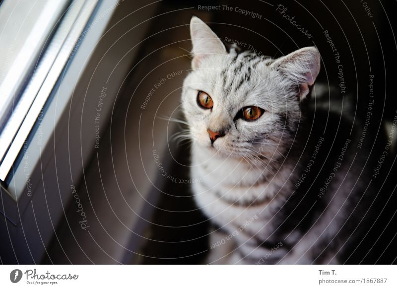 Katze am Fenster Tier Haustier Tiergesicht 1 Abenteuer träumen grau silber Bernstein Auge Farbfoto Innenaufnahme Menschenleer Tag