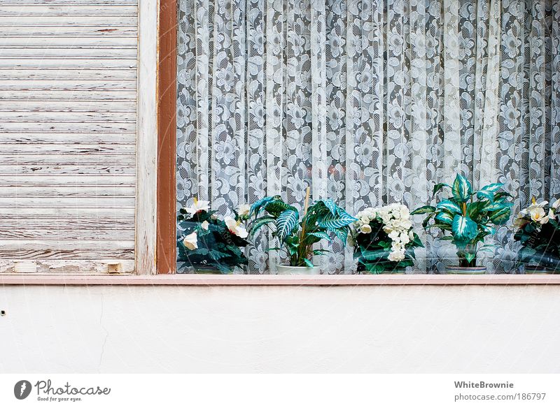 homesweethome Stil Pflanze Topfpflanze Dorf Haus Fenster authentisch hässlich Kitsch trashig Tradition Farbfoto Außenaufnahme Textfreiraum unten Tag