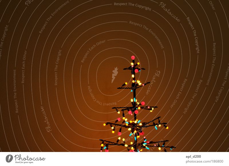 Osterhase Feste & Feiern Winter Pflanze Baum leuchten ästhetisch Stimmung Weihnachten & Advent Weihnachtsbaum Farbfoto mehrfarbig Innenaufnahme