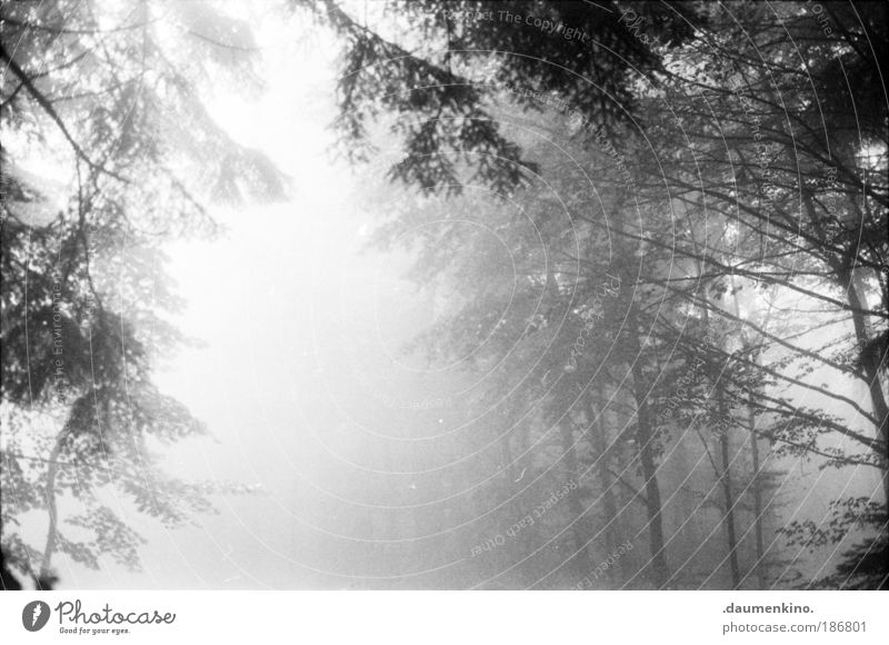 nuance Natur Landschaft Erde Herbst Nebel Baum Wald alt beobachten berühren Denken entdecken fallen ästhetisch bedrohlich dunkel Gefühle Stimmung Müdigkeit