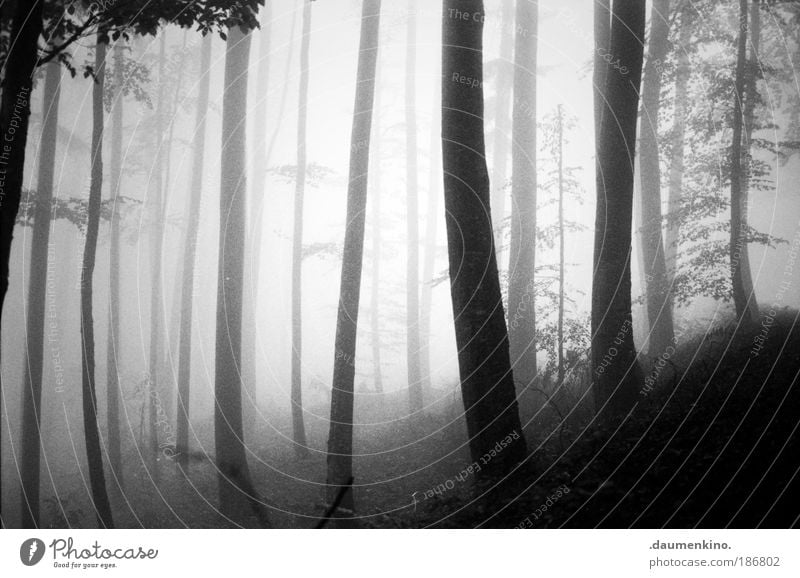 diagonale Natur Landschaft Erde Herbst Nebel Baum Wald alt beobachten berühren Denken entdecken fallen ästhetisch bedrohlich dunkel Gefühle Stimmung Müdigkeit