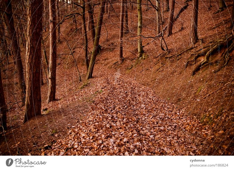 Herbstlaub Leben Erholung ruhig Umwelt Natur Landschaft Baum Blatt Wald Farbe Idylle nachhaltig schön träumen Umweltschutz Vergangenheit Vergänglichkeit