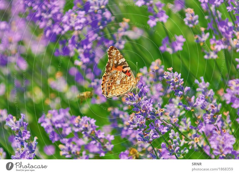 Pfau-Schmetterling auf Lavendel Natur Stein Umwelt Insekt Lepidopteren Tagpfauenauge aglais io bunter Schmetterling europäischer Pfau Tier Flügel Anthesis