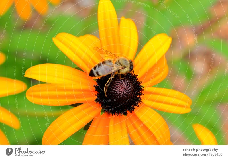 Biene auf einer Blumenwiese Pflanze Tier Sommer Klima Schönes Wetter Garten Park 1 bedrohlich Duft Ekel frei Gesundheit heiß saftig Frühlingsgefühle Sicherheit