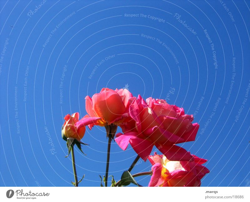 Unter den Wolken Rose rosa rot blau Kontrast Himmel Blühend