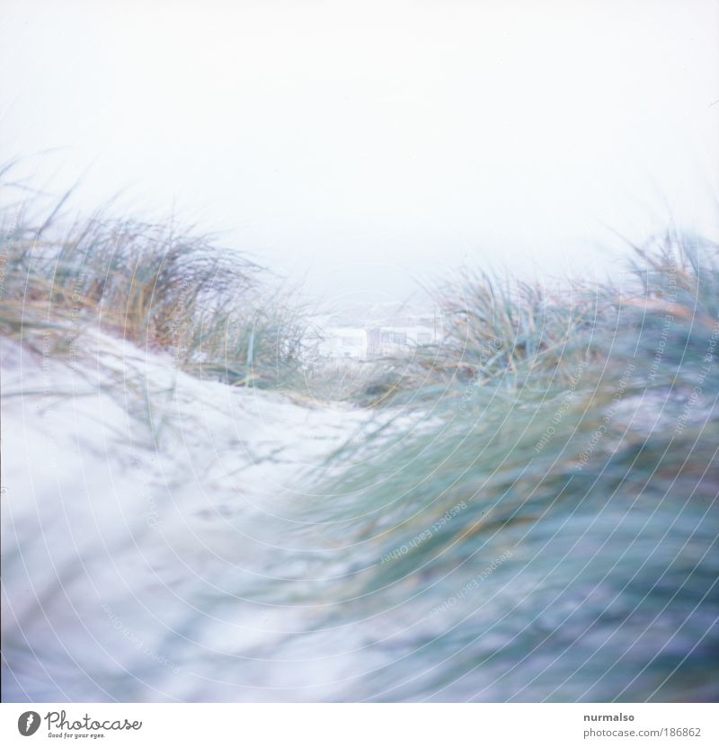 Ein Tag am Meer Ferien & Urlaub & Reisen Ausflug Ferne Freiheit Strand Wellen Winter Joggen Kunst Natur Landschaft Pflanze Nebel Eis Frost Seegras Ostsee