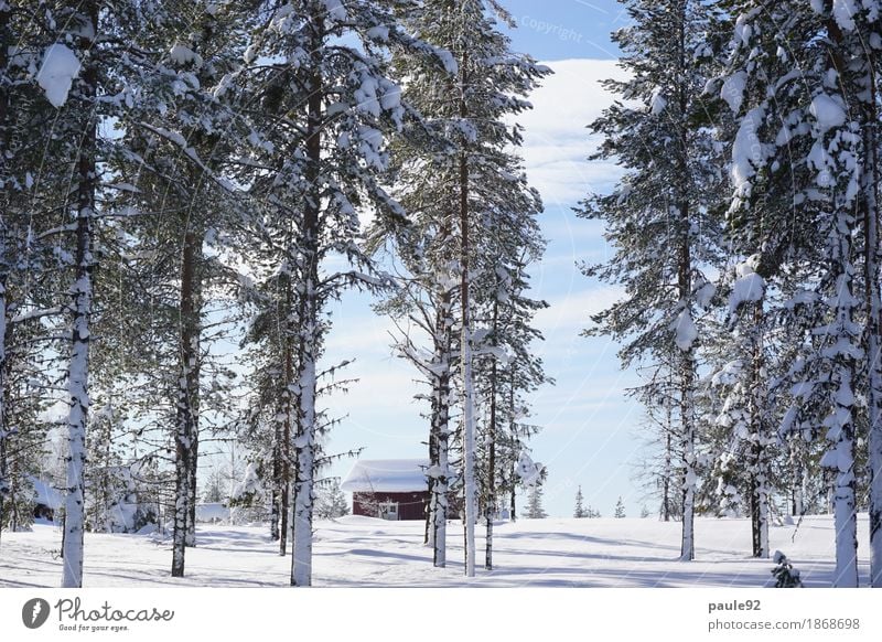 Freedom harmonisch ruhig Abenteuer Winter Schnee Natur Wolken Schönes Wetter Eis Frost Pflanze Baum Schweden Europa Menschenleer Traumhaus Hütte träumen alt