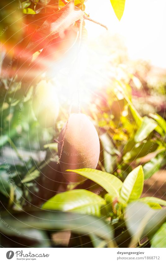 Mangos auf Zweig Frucht Essen Vegetarische Ernährung exotisch Sommer Sonne Garten Natur Pflanze Baum Blatt frisch natürlich gelb rot Sonnenstrahlen