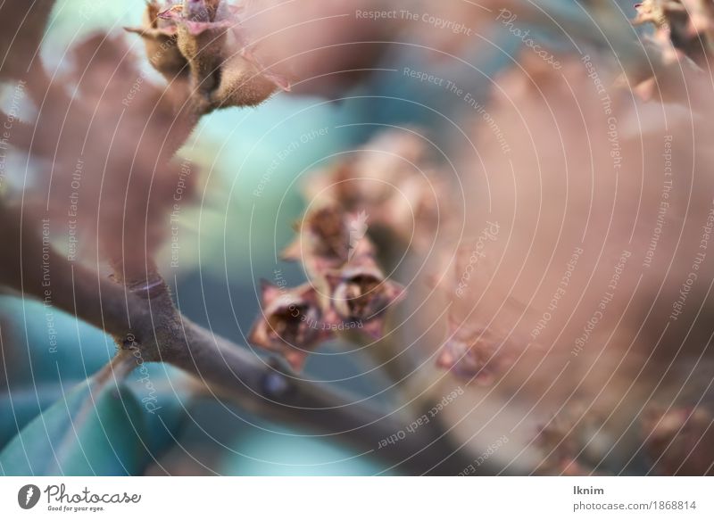 Nahaufnahme eines Strauches Natur Pflanze braun grün Hintergrundbild Makroaufnahme vertrocknet Herbst Sträucher Ast herbstlich Farbfoto Experiment Menschenleer
