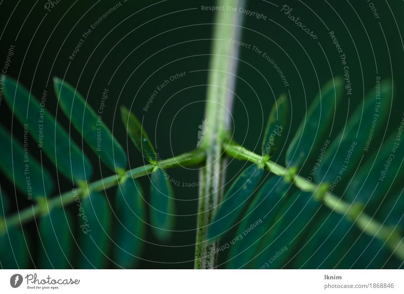 Macroaufnahme von abzweigenden grünen Blättern Natur Pflanze Blatt Grünpflanze natürlich Hintergrundbild Symmetrie Ast Zweig dunkel Makroaufnahme Nahaufnahme