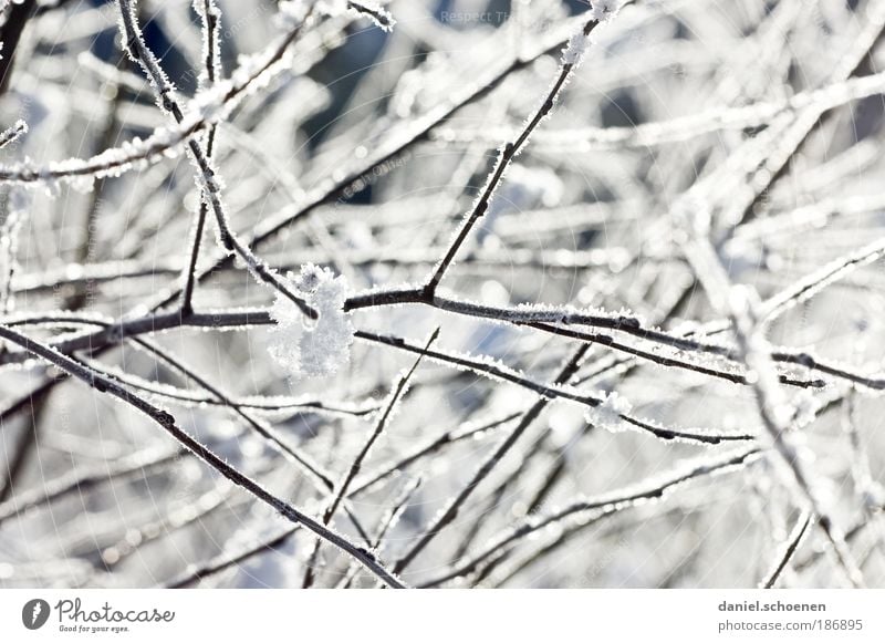 Kälte für Alle ! Winter Klima Wetter Eis Frost Schnee Sträucher hell kalt weiß Ast Detailaufnahme
