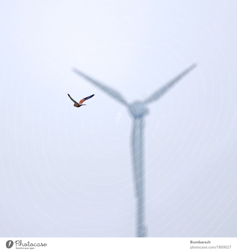 5 Flügel Windkraftanlage Rotor Windmühlenflügel Umwelt Natur Tier Luft Himmel Wildtier Vogel Falken Turmfalke 1 fliegen Stadt rot schwarz weiß