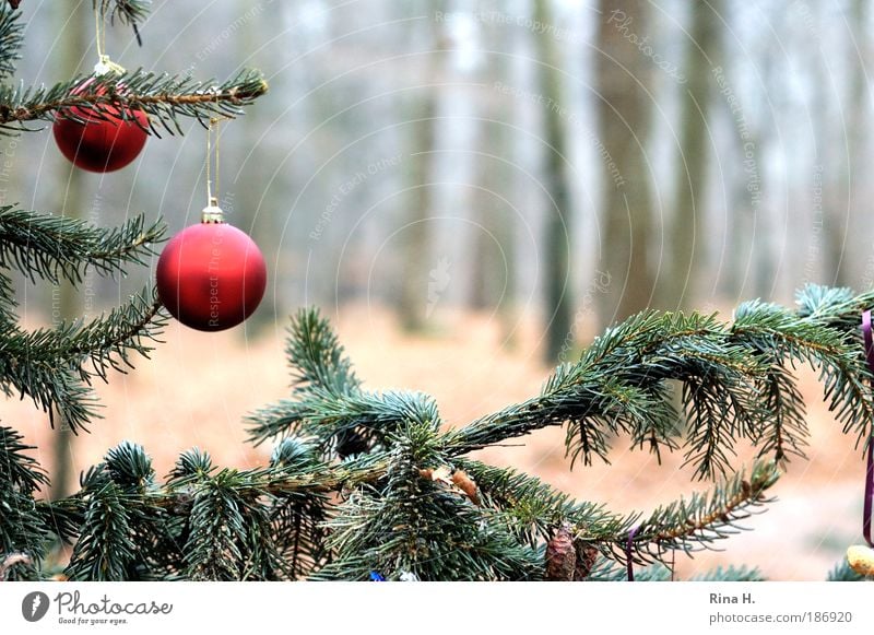 Schmucker Wald Natur außergewöhnlich einfach grün rot Gefühle Glück Zufriedenheit Lebensfreude Vorfreude Glaube Einsamkeit Weihnachten & Advent Christbaumkugel